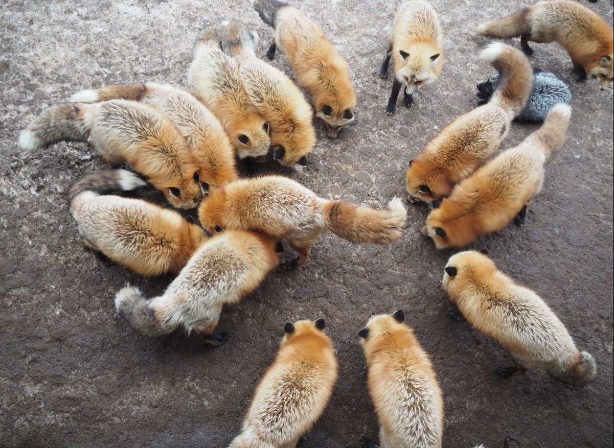 do foxes travel in packs