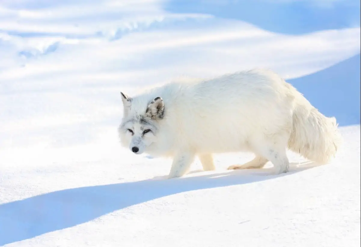 Do Polar Bears Eat Arctic Foxes: Ultimate Guide - All Things Foxes