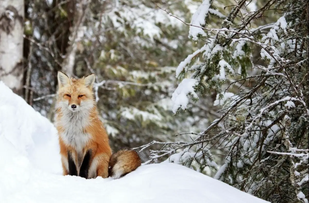 sound of foxes screaming at night