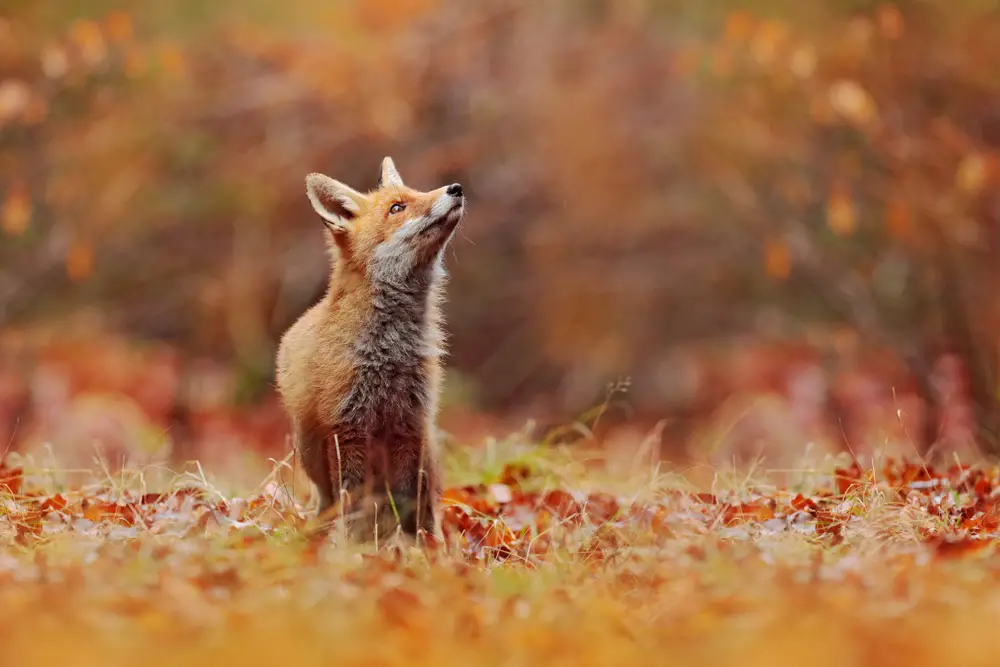 What Noise Does A Fox Make (Fox Calls & Sounds): Ultimate Guide - All