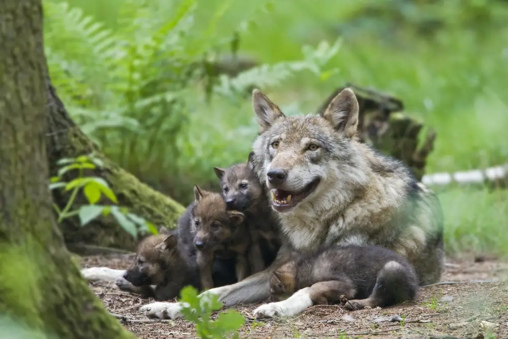 are-there-wolves-in-england-all-things-foxes