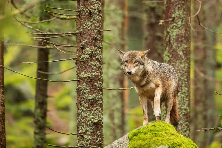 Are There Wolves In Kentucky (What Types) All Things Foxes