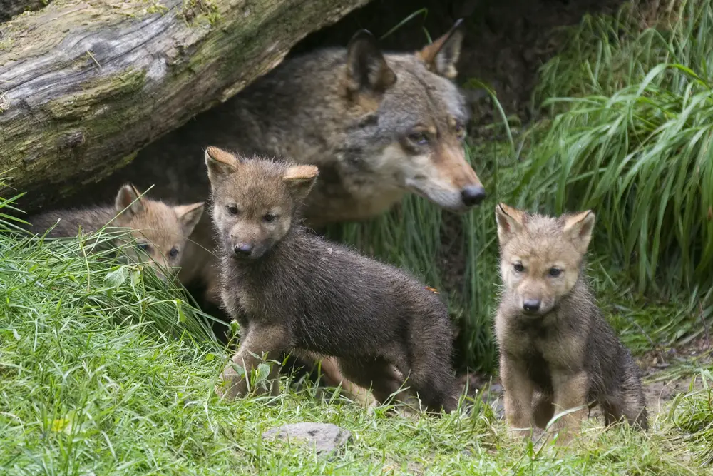 What Are Baby Wolves Called? - All Things Foxes