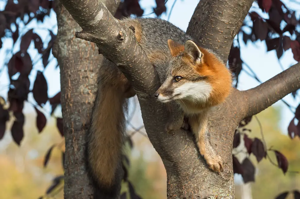 Can Foxes Climb Trees (How & Why): Ultimate Guide - All Things Foxes