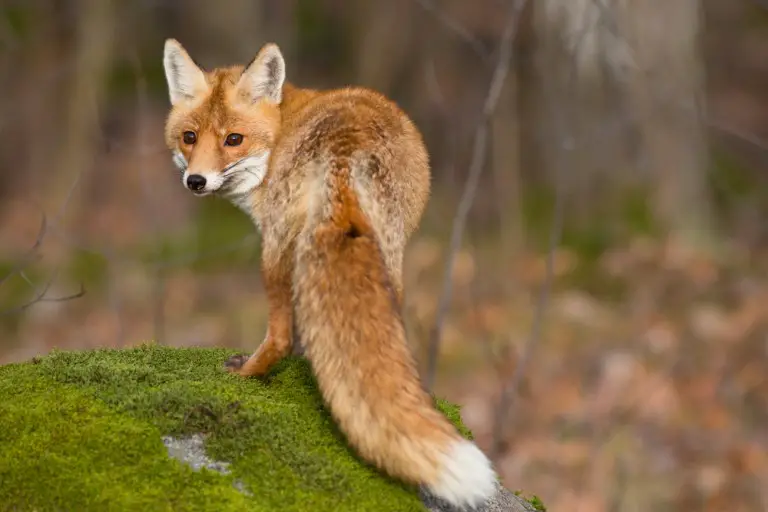 Do Foxes Bark & Wag Their Tails: Ultimate Guide - All Things Foxes