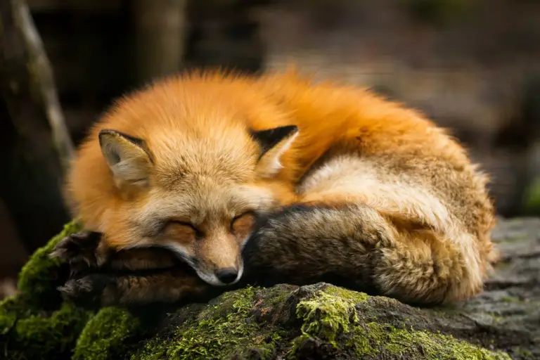 Do Foxes Eat Deer Ultimate Guide All Things Foxes