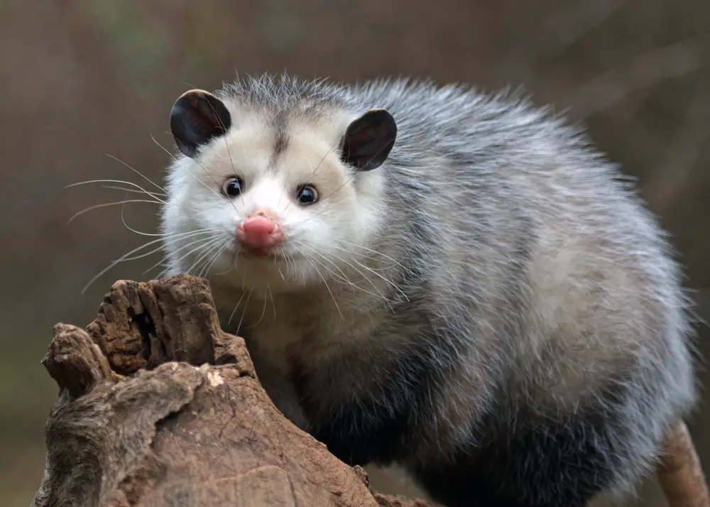 Do Possum Eat Nuts at Donald Wagar blog