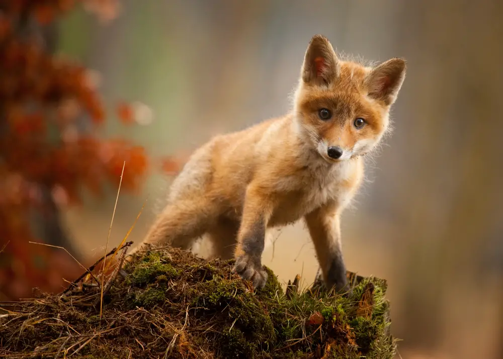 Do Foxes Eat Rabbits: Ultimate Guide - All Things Foxes