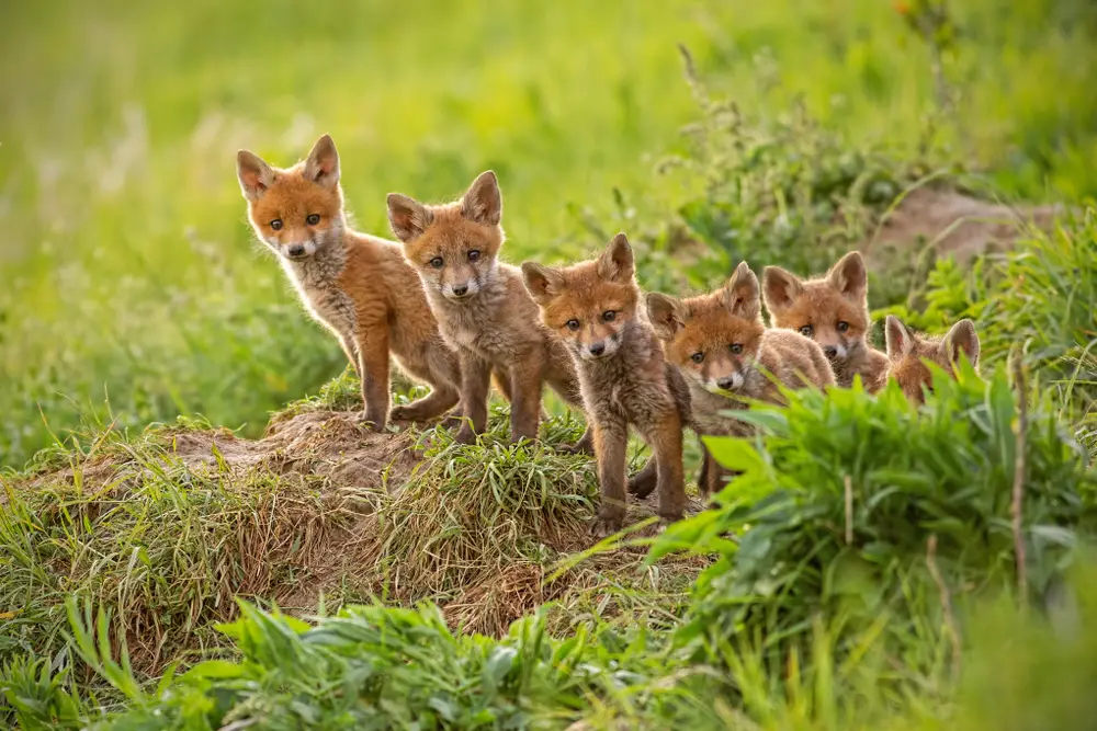 What Animals Do Kit Foxes Eat