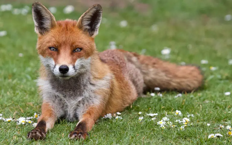 Fox Claws (Do Foxes Have Retractable Claws): Ultimate Guide - All