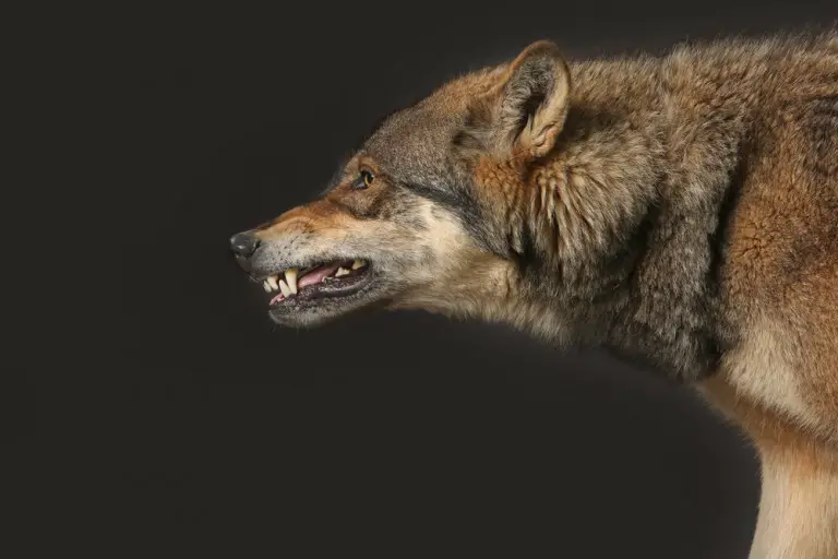 Do Wolves Hunt & Eat Coyotes - All Things Foxes