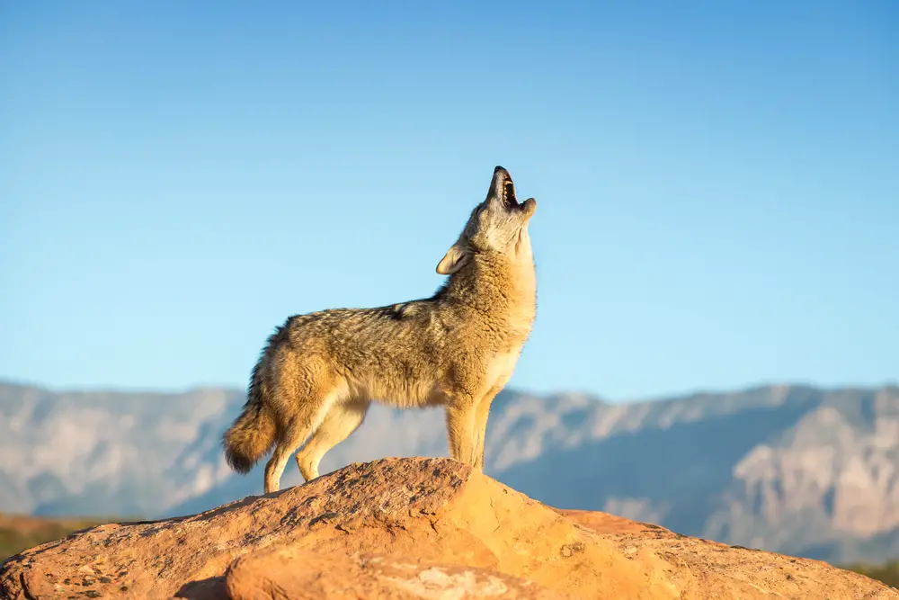 Do Wolves Hunt & Eat Coyotes - All Things Foxes