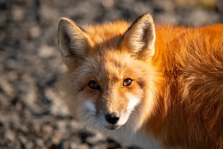 How Do You Get Rid Of Foxes In Your Yard (Or Garden) Ultimate Guide