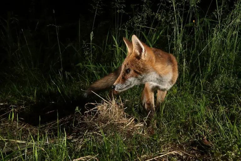 How Do You Trap (Catch) A Fox Ultimate Guide All Things Foxes