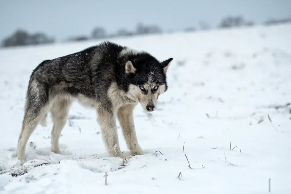 Do Wolves Prey On Dogs