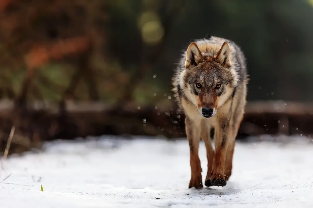 What Do Wolves Eat: A Complete List - All Things Foxes