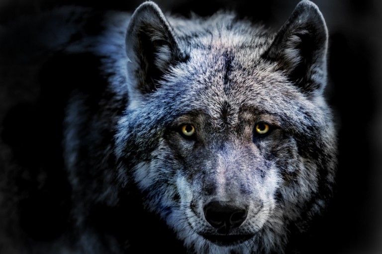 What Do Wolves Symbolize (Meaning - Totem, Spirits, Dreams & Omens ...