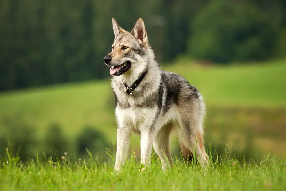 What Dog Breed Is Closest To Wolf