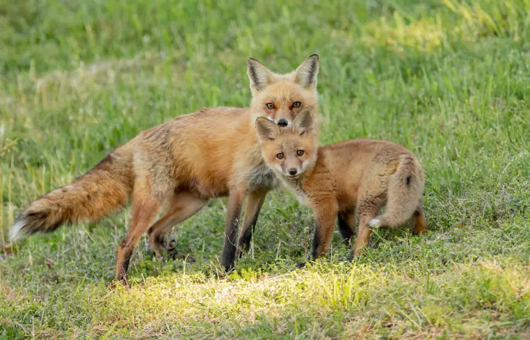 What To Do If A Fox Approaches You (Or Attacks You): Ultimate Guide ...