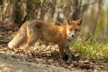 What's a Female Fox Called: Ultimate Guide - All Things Foxes