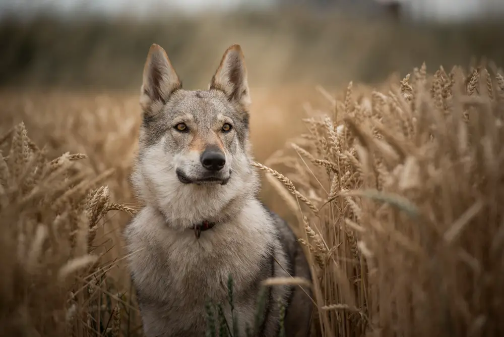 can a domestic dog breed with a coyote