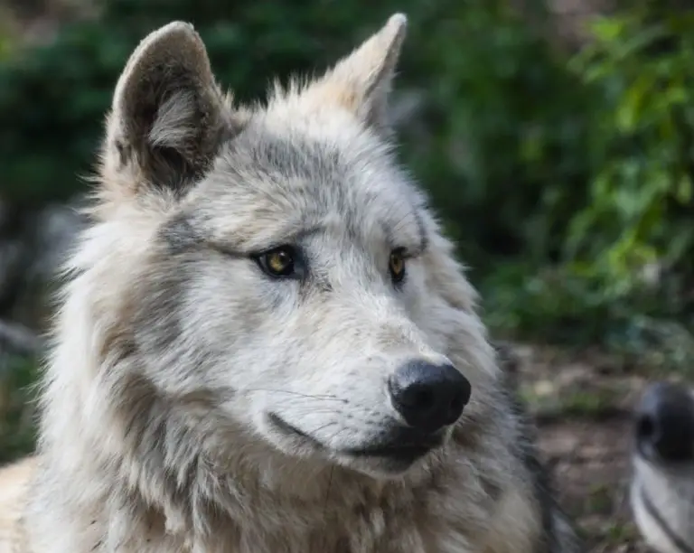 Is A Wolf A Dog? (Wolf Vs Dogs The Difference) All Things Foxes