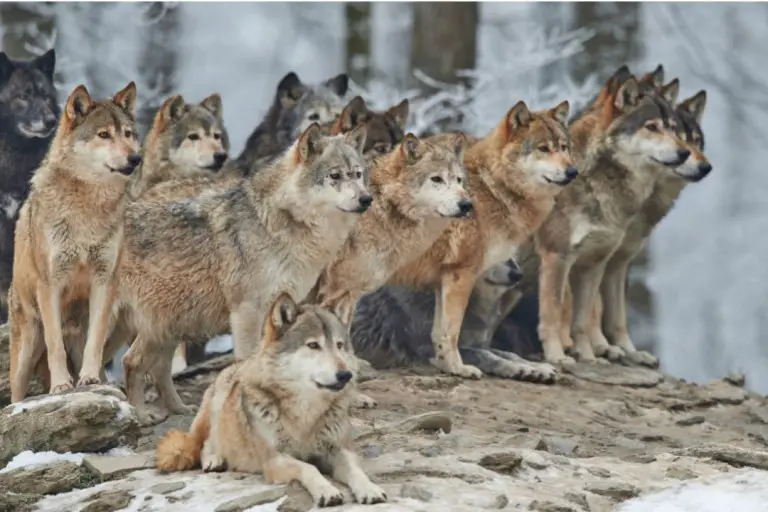 How Smart Are Wolves (More Intelligent Than Dogs?) - All Things Foxes