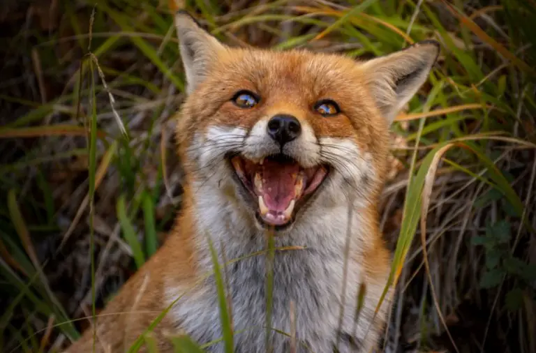 Are Foxes Dangerous (To Pets And Humans): Ultimate Guide - All Things Foxes